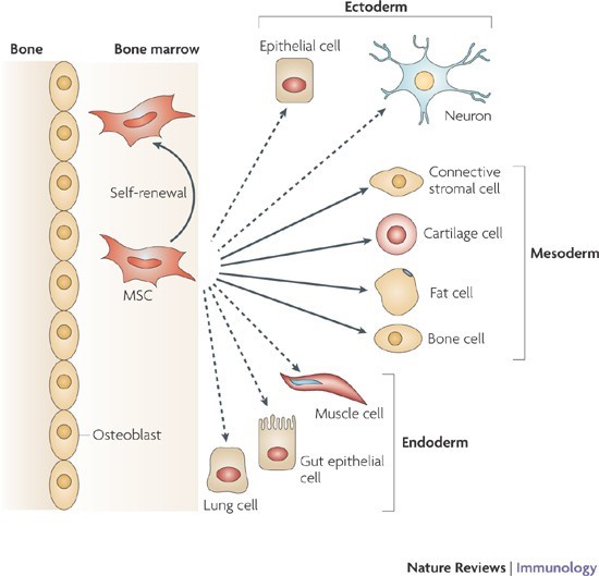 success of stem cell therapy for knees