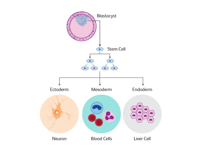 Does Stem Cell Therapy Help For Arthritic Knees?
