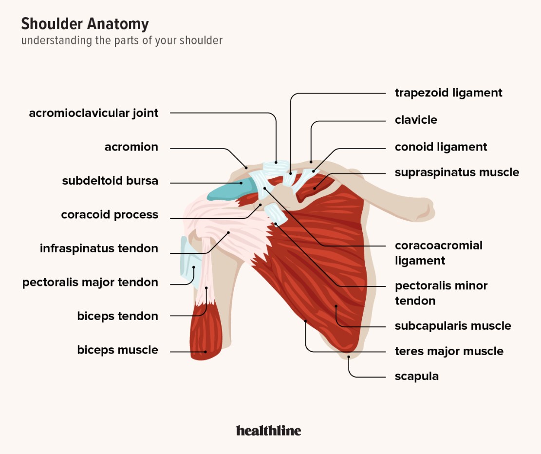 shoulder anatomy